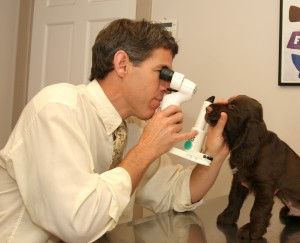 puppy exam