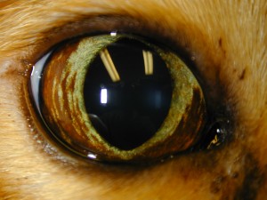 Buckley,Zoom OD 6 8 09 Iris melanosis