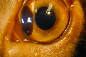 Daniele, Coco Iris melanoma
