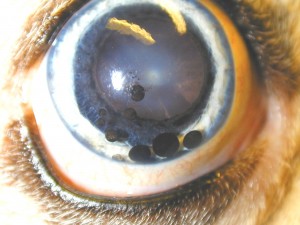  7yrs old dog has black spots in the iris of one eye around the pupil