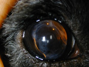 DePierne,Tinkerbelle OD 10-4-10 (3) Implanted intraocular lens after cataract surgery