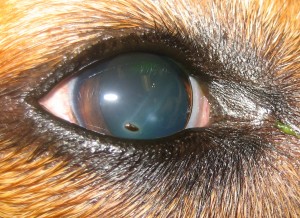 corneal scratch dog