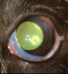 corneal lac 2