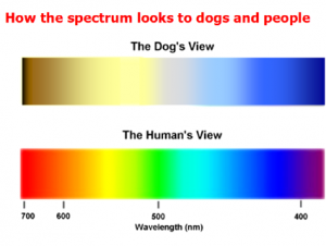 dog_color_vision