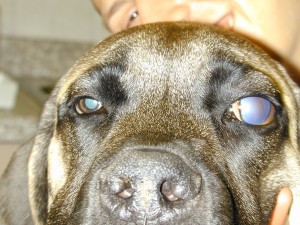 congenital glaucoma 2