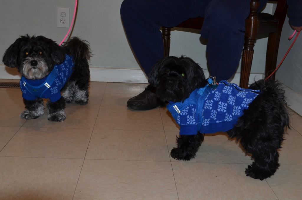 Dimiceli,Luce and Dezzie 1-31-18
