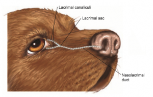 nasolacrimal illustration