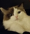 ARIEL