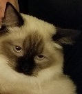 JASMINE